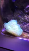 [TodoMarino.com] Coral burbuja amarillo fluor (valencia) - Cullera (Valencia)