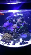 [TodoMarino.com] Mi nuevo acuario