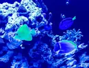 [TodoMarino.com] Adaptación nuevos peces