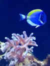[TodoMarino.com] Adaptación nuevos peces