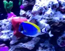 [TodoMarino.com] Adaptación nuevos peces