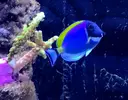 [TodoMarino.com] Adaptación nuevos peces