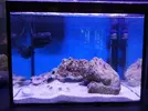 [TodoMarino.com] Mini Reef