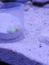 [TodoMarino.com] Mini Reef