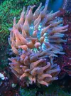 [TodoMarino.com] Entacmaea quadricolor - Leganés, Madrid