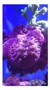 [TodoMarino.com] Anemona sthylodactia tapetum minimax xxl EL DIA 1 PUEDO ENTREGAR EN MADRID - Asturias