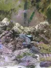 [TodoMarino.com] Roca viva con corales por desmonte. - Alicante