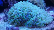 [TodoMarino.com] vendo varias piezas y peces  por desmonte - Barcelona