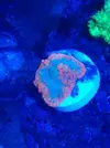 [TodoMarino.com] Mini Reef