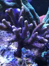 [TodoMarino.com] Esquejes Montipora morada - Madrid