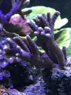 [TodoMarino.com] Esquejes Montipora morada - Madrid