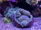 [TodoMarino.com] Rhodactis sp verde en Madrid(vendida)