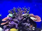 [TodoMarino.com] Configuración LED Coral Box Moon de Fish-Street.com