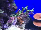 [TodoMarino.com] Configuración LED Coral Box Moon de Fish-Street.com