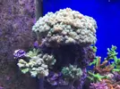 [TodoMarino.com] Configuración LED Coral Box Moon de Fish-Street.com