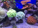 [TodoMarino.com] Configuración LED Coral Box Moon de Fish-Street.com