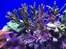 [TodoMarino.com] Configuración LED Coral Box Moon de Fish-Street.com