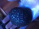 [TodoMarino.com] Coral cerebro - Sevilla