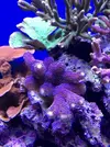 [TodoMarino.com] Configuración LED Coral Box Moon de Fish-Street.com