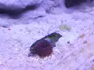 [TodoMarino.com] Mini Reef