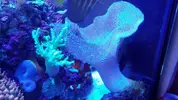 [TodoMarino.com] Vendo sarcophyton y zebrasoma veliferum - Burgos