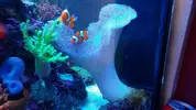 [TodoMarino.com] Vendo sarcophyton y zebrasoma veliferum - Burgos