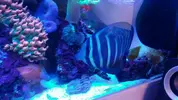[TodoMarino.com] Vendo sarcophyton y zebrasoma veliferum - Burgos