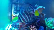 [TodoMarino.com] Vendo sarcophyton y zebrasoma veliferum - Burgos