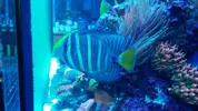 [TodoMarino.com] Vendo sarcophyton y zebrasoma veliferum - Burgos