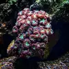 [TodoMarino.com] Algunos de mis corales