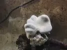 [TodoMarino.com] AYUDA URGENTE!!! Problema con Sarcophyton