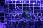 [TodoMarino.com] BlackZOOSFriday.... todos los esquejes de zoos a 10€, da igual tipo - Navarra