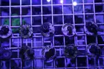 [TodoMarino.com] BlackZOOSFriday.... todos los esquejes de zoos a 10€, da igual tipo - Navarra