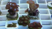 [TodoMarino.com] Vendo Zoos Barcelona y envios - Barcelona