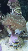 [TodoMarino.com] Vendo Zoos Barcelona y envios - Barcelona
