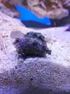 [TodoMarino.com] Mini Reef