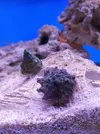 [TodoMarino.com] Mini Reef