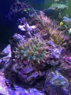 [TodoMarino.com] Anemonas cuadricolor naranja - Madrid