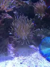 [TodoMarino.com] Anemonas cuadricolor naranja - Madrid