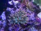 [TodoMarino.com] Anemonas cuadricolor naranja - Madrid