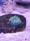[TodoMarino.com] Mini Reef