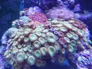 [TodoMarino.com] Vendo Roca Viva (2,5kg) + palythoas y zoas - Madrid