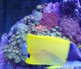 [TodoMarino.com] Vendo Roca Viva (2,5kg) + palythoas y zoas - Madrid