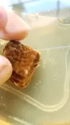 [TodoMarino.com] Plaga sobre Corales..Alguien sabe que puede ser??