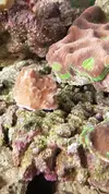 [TodoMarino.com] Plaga sobre Corales..Alguien sabe que puede ser??