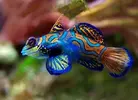 [TodoMarino.com] vendo acuario completo material y vivo . - blanes , palafolls