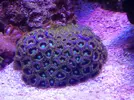 [TodoMarino.com] Regalazo 50 cabezas blue hornet 40€