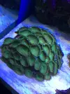 [TodoMarino.com] Vendo corales blandos - Madrid