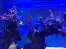 [TodoMarino.com] Acuario 230litros + 70l sump