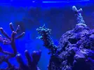 [TodoMarino.com] Acuario 230litros + 70l sump